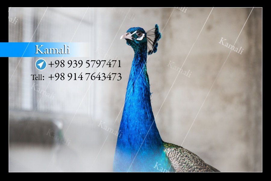 فروش انواع پرندگان زینتی0