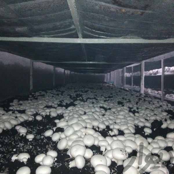 فروش مجهزترین کارخانه قارچ خوراکی در بوشهر1