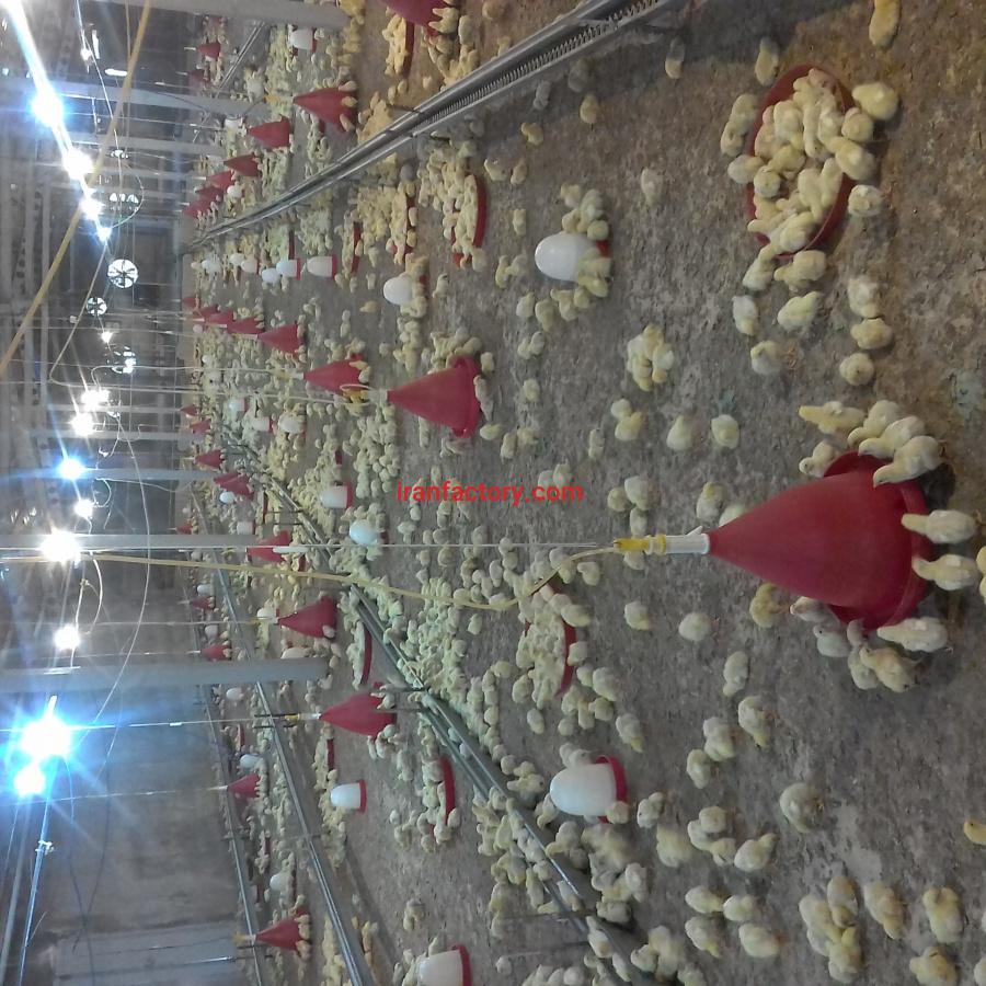 فروش مرغداری مادر2