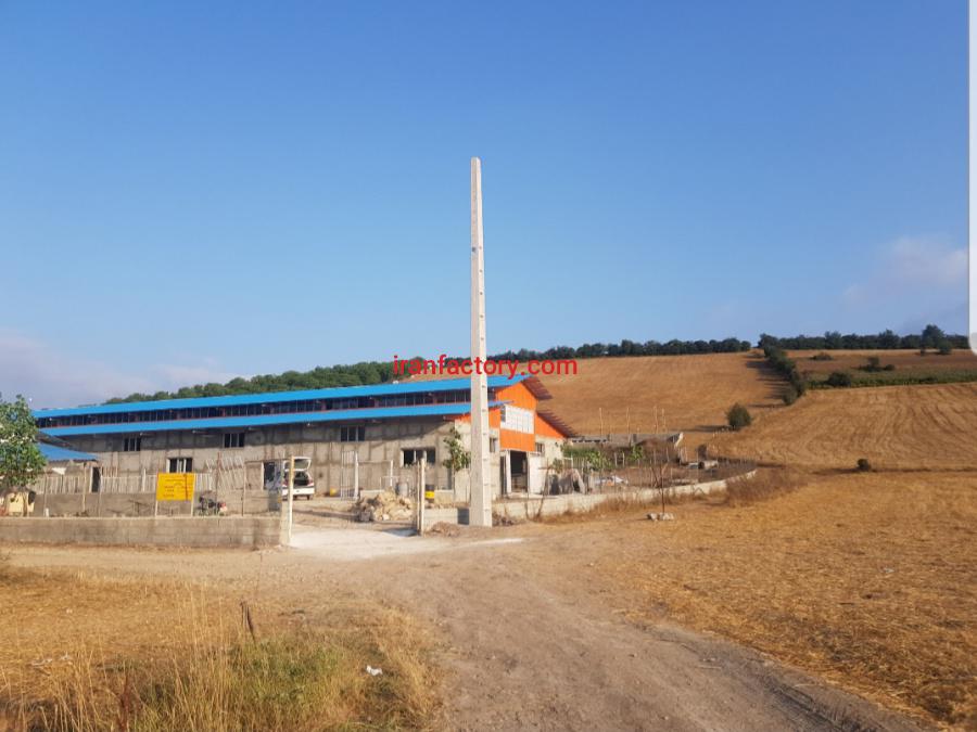 دامداری صنعتی ۱۰۰۰ راسی گوسفند در کیاسر1