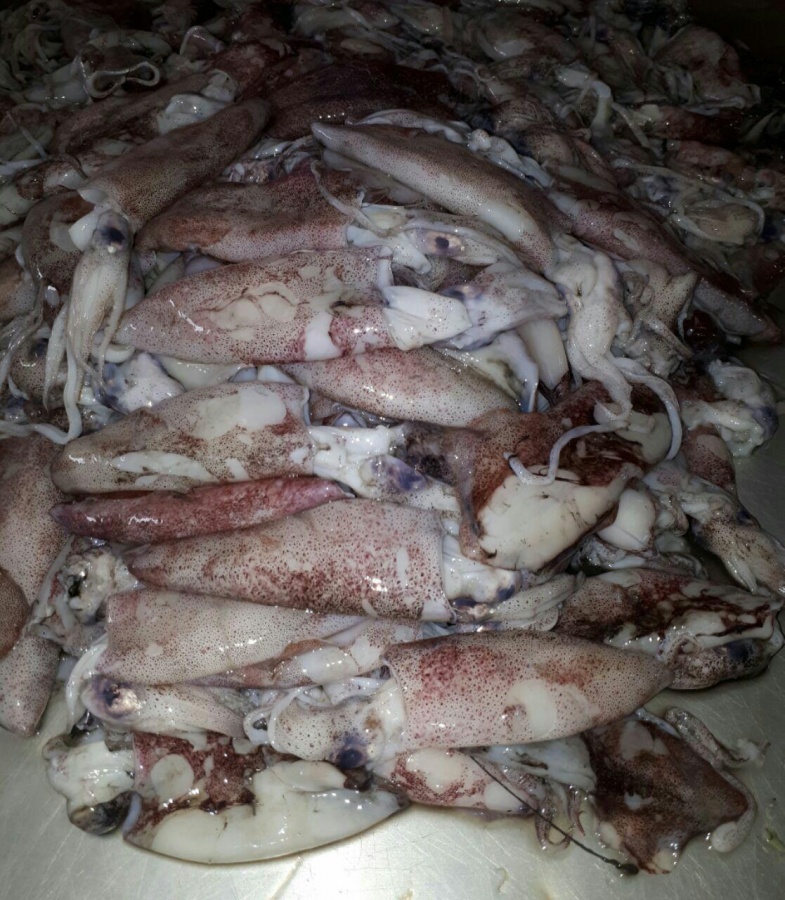 اسکویت پاک نشده0