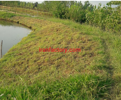 فروش 7هکتار پرورش ماهی در رشت1