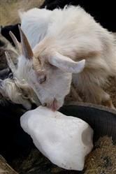 نمک دامي و دامداري 0