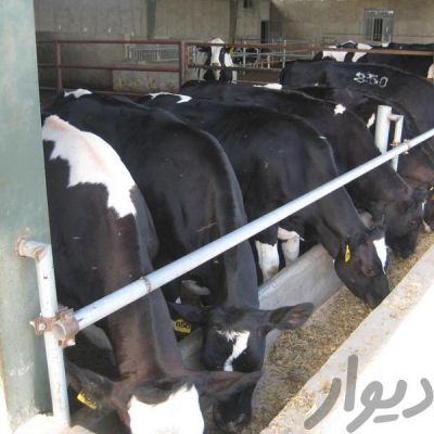 فروش گاوداری در کرج1