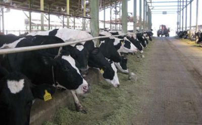 خريد و فروش نمک دامي بهترين قيمت0