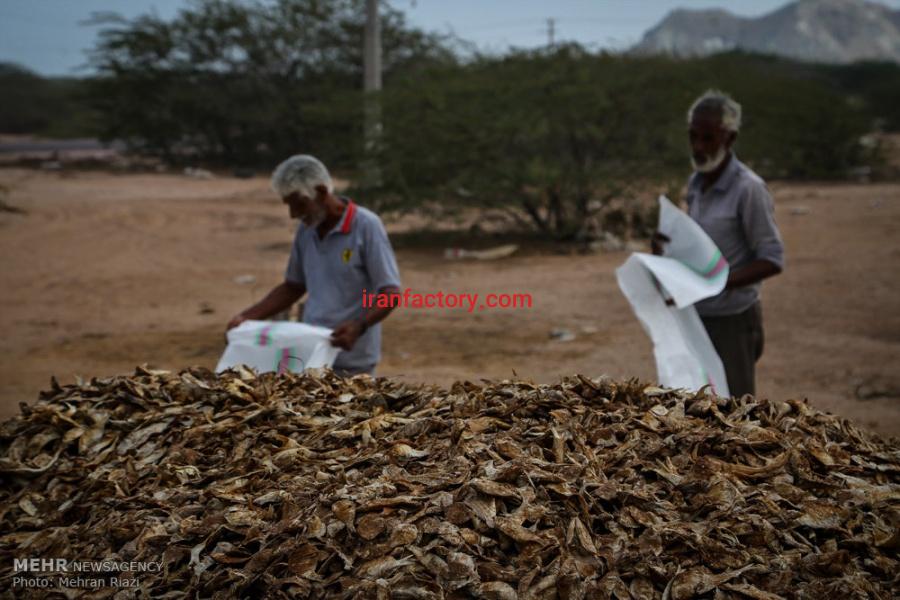 فروش ماهی خشک شده مخلوط ، خرید ماهی خشک شده مخلوط برای تولید پودر ماهی2