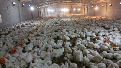 فروش مرغداری 60هزار قطعه ای گوشتی(فوری - معاوضه با ملک تهران4