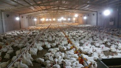 فروش مرغداری 60هزار قطعه ای گوشتی(فوری - معاوضه با ملک تهران1