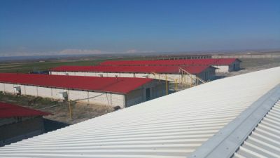 فروش مرغداری 60هزار قطعه ای گوشتی(فوری - معاوضه با ملک تهران5