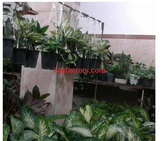 تولید گل و گیاه  در اردبیل0