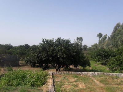 فروش مرغداری فعال در قائمشهر 3