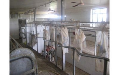 فروش گاوداری صنعتی در  کرج1