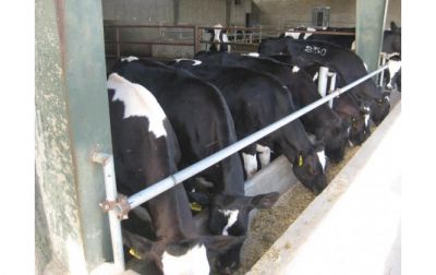 فروش گاوداری صنعتی در  کرج0