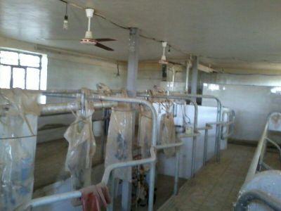 فروش گاوداری100 راسی شیری صنعتی در هشتگرد4