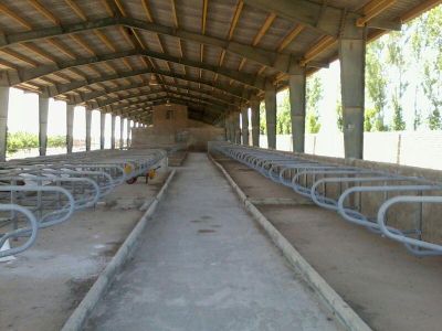 فروش گاوداری100 راسی شیری صنعتی در هشتگرد1