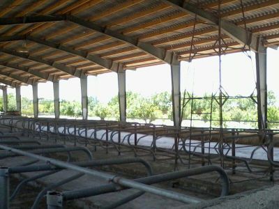 فروش گاوداری100 راسی شیری صنعتی در هشتگرد0