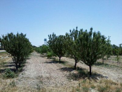 فروش گاوداری100 راسی شیری صنعتی در هشتگرد5