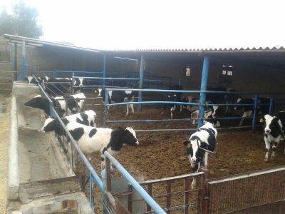 فروش گاوداری در گرمسار4