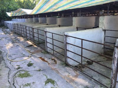 فروش دامداری در گیلان به قیمت نصف قیمت کارشناسی (فروش فوری) 9