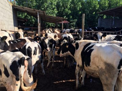 فروش دامداری در گیلان به قیمت نصف قیمت کارشناسی (فروش فوری) 1