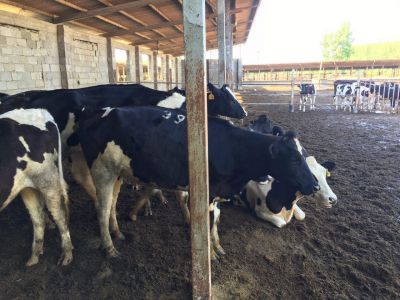 فروش دامداری در گیلان به قیمت نصف قیمت کارشناسی (فروش فوری) 5