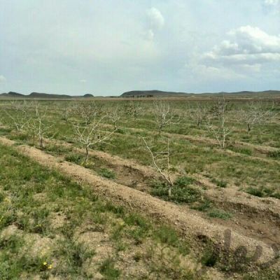 فروش 17 هکتار زمین سند دار فوق عالی در صفا دشت2