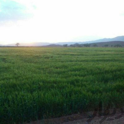 فروش 17 هکتار زمین سند دار فوق عالی در صفا دشت1