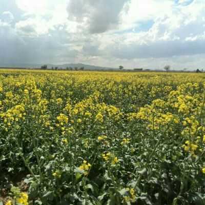 فروش 17 هکتار زمین سند دار فوق عالی در صفا دشت3