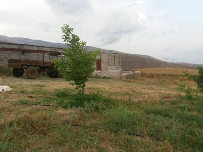 فروش 60 راسی شیری در رودبار 4