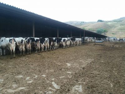 فروش 60 راسی شیری در رودبار 10