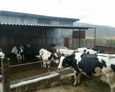 فروش 60 راسی شیری در رودبار 6