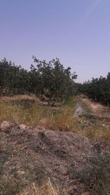 سرمایه گذاری در گاوداری شیری ورامین0