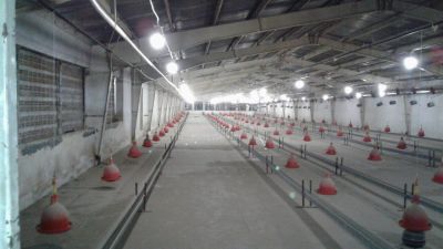 فروش مرغداری 28000 قطعه ای در البرز (فوری)8