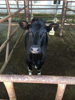 فروش 3هکتار گاوداری  درگیلان زیر قیمت1