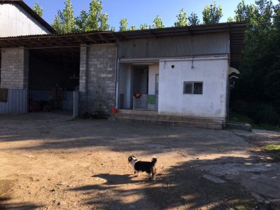 فروش 3هکتار گاوداری  درگیلان زیر قیمت12