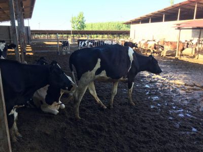 فروش گاوداری فعال در گیلان به همراه دام13