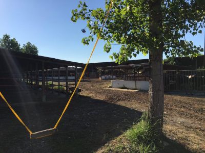 فروش گاوداری فعال در گیلان به همراه دام12