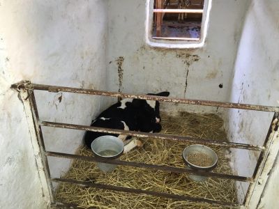 فروش 3هکتار گاوداری  درگیلان زیر قیمت ( فروش فوری )6