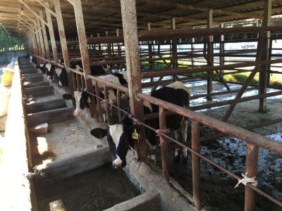 فروش 3هکتار گاوداری  درگیلان زیر قیمت ( فروش فوری )11