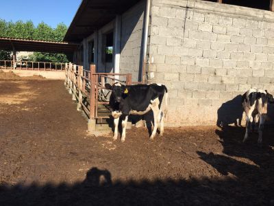 فروش 3هکتار گاوداری  درگیلان زیر قیمت ( فروش فوری )5