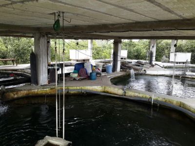 فروش پرورش ماهی در رشت3