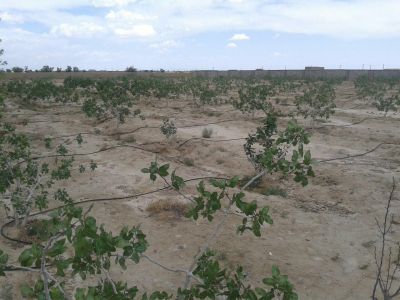 فروش مرغداری گوشتی 40هزار قطعه ای دامغان4