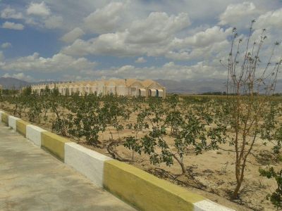 فروش مرغداری گوشتی 40هزار قطعه ای دامغان6