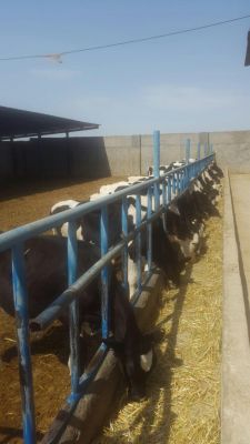 گاوداری 150 راسی و زمین کشاورزی و زمین کارخانه2