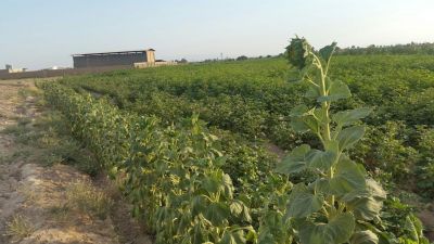 7 هکتار زمین کشاورزی و گاوداری در گرمسار2