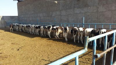 7 هکتار زمین کشاورزی و گاوداری در گرمسار6