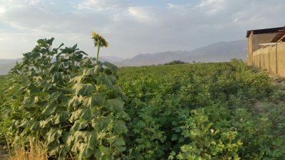 7 هکتار زمین کشاورزی و گاوداری در گرمسار1