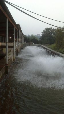 پرورش ماهی در  مازندران2