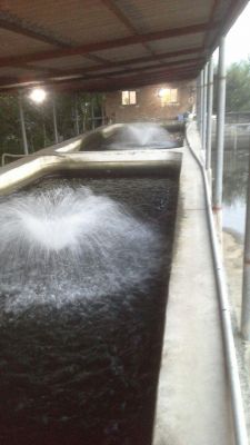 پرورش ماهی در  مازندران1