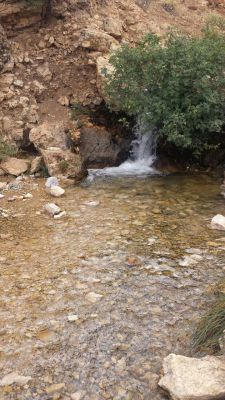 پرورش ماهی در شیراز2